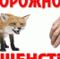Об основных  мерах профилактики бешенства - Белёвская правда