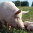 Тульских свиноводов поддержат - Белёвская правда