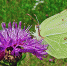 13 июля – Макушка лета, Двенадцать апостолов - Белёвская правда