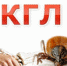 КРЫМСКАЯ ГЕМОРРАГИЧЕСКАЯ ЛИХОРАДКА   (КГЛ)  – ОПАСНОЕ  ЗАБОЛЕВАНИЕ - Белевский район